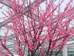 -萨莉亚意式餐厅(南京环亚凯瑟琳广场店)