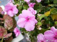 -花甲大咖(曼哈顿店)