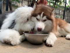 -TrueLove @ Neverland (Husky Cafe)