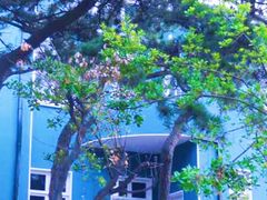 -八大关景区