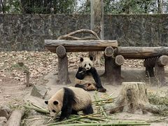-都江堰中华大熊猫苑