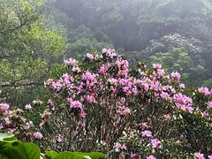 -梧桐山风景名胜区