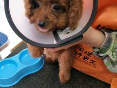 -乐乐宝宠物店