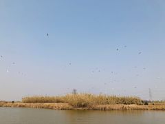 -宁波杭州湾国家湿地公园
