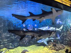 -烟台海昌鲸鲨海洋公园