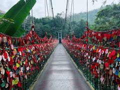 -西双版纳原始森林公园