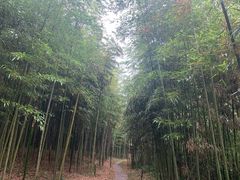 -黄海国家森林公园