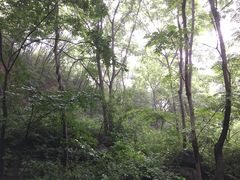 -大岭沟猕猴桃谷风景区