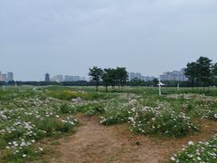 -洋湖国家湿地公园