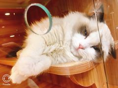 -猫十亿·布偶金渐层·曼基康矮脚猫舍(青年路店)