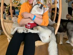-Husky Go! 哈士奇体验馆·宠物咖啡厅狗咖