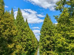 -黄海国家森林公园