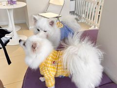 -怪兽屋·羊驼·猫咖·狗咖(俊华广场店)