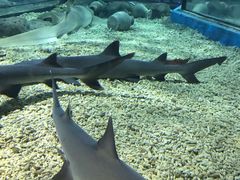 -福州罗源湾海洋世界旅游区