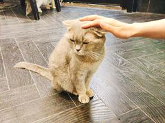 -猫色咖啡·猫咖