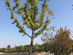 -新江湾城公园