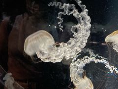 -大阪海游馆