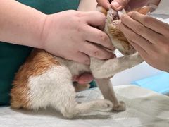 -艾吉宠物医院·疑难杂症转诊中心·猫友好(碧江路院)