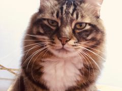 -瑞鹏宠物医院·骨科·猫科·内科(第一中心)