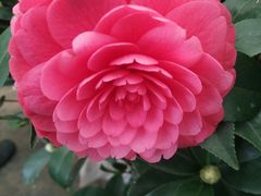 -龙大花卉苗木市场