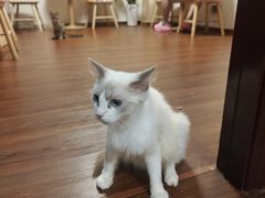 -楼上猫咖(罗湖店)