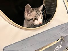 -纳吉亚猫专科动物医院(康都外科中心)