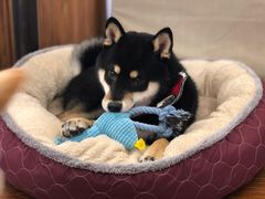 -豆柴町-柴犬主题狗咖(红鼎国际C座店)