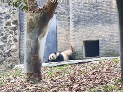 -都江堰中华大熊猫苑