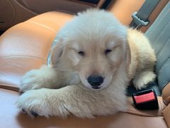 -翊宠yipet猫狗购宠庄园犬舍•猫舍