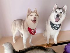 -Husky Go! 哈士奇体验馆·宠物咖啡厅狗咖