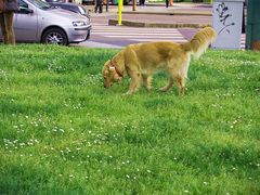 -埃马努埃莱二世拱廊