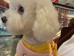 -BABIT巴比特宠物(MOMOPARK店)