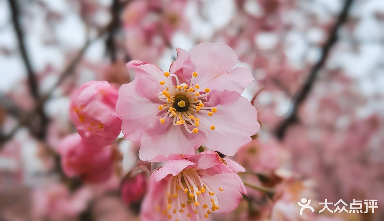 在衡阳打卡日本同款樱花海🌸