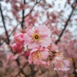 在衡阳打卡日本同款樱花海🌸