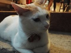 -小洲村
