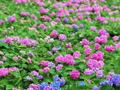 -重庆市江北嘴中央商务区中央公园