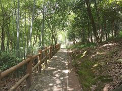 -上海佘山国家森林公园天马山园