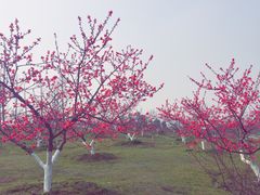 -秀丽东方