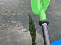 -动邦皮划艇·桨板·独木舟·团建户外运动俱乐部