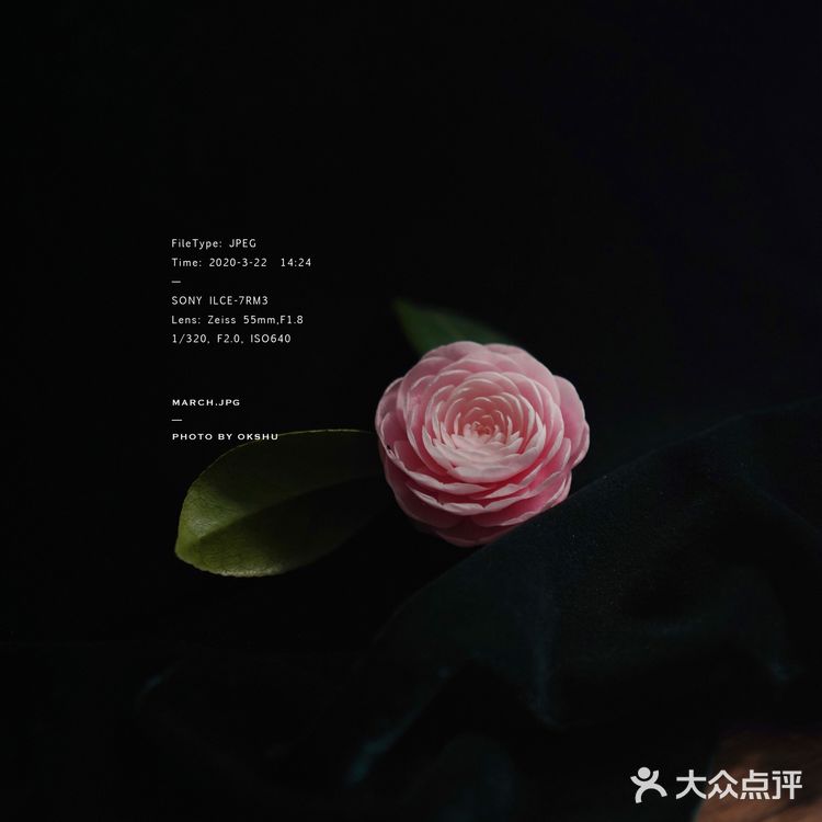 今日份花事 · 关于花的原图
