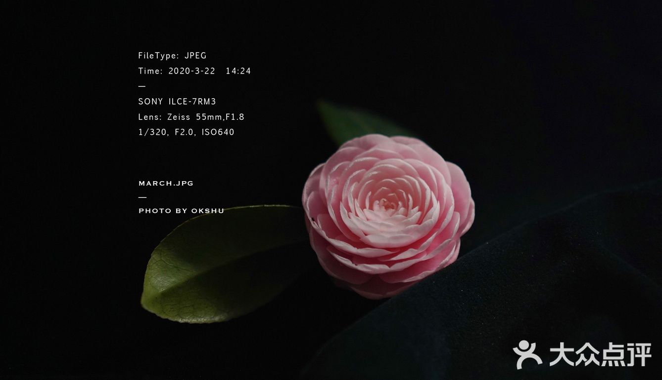 今日份花事 · 关于花的原图
