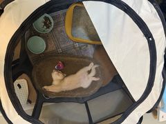 -欣宠猫屋·矮脚拿破仑·蓝金金渐层
