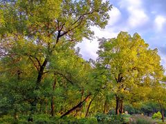 -上海共青森林公园