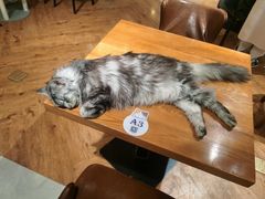 -猫小院猫主题餐厅(三里屯店)