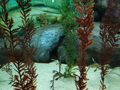 -上海海洋水族馆