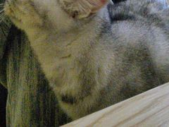 -猫咪咖啡店(新城大街店)