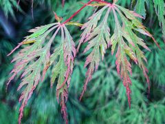 -宋庆龄幼儿园(虹梅路)