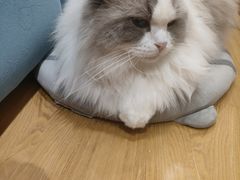 -滚猫咖啡·猫咖·猫友好撸猫(未来城店)