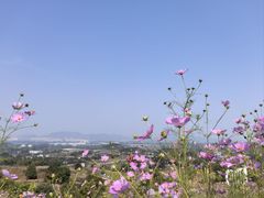 -密云玫瑰情园