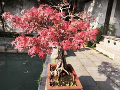 -惠山古镇·寄畅园